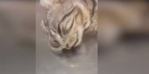 Συγκλονιστικό βίντεο: Γατάκι δακρύζει επειδή κάποιος το χτύπησε με ρόπαλο