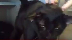 Γάτος γεννήθηκε με 4 αυτιά και τον ονόμασαν… Batman (Video)