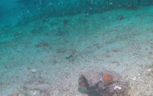 Ψάρεμα: Εχετε δει ποτέ κοπάδι από γατόψαρα; (Video)