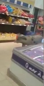 Γουρούνι εισέβαλε σε σούπερ μάρκετ και ξάφνιασε τους πάντες (video)