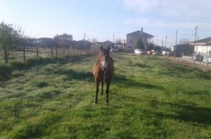 Ιδιοκτήτης κυνηγάει με… σκουτεράκι το άλογο που το «έσκασε» (video)