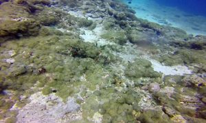 Μπορείτε να εντοπίσετε το χταπόδι στη φωτογραφία;! (pic)