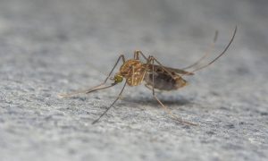 Προσοχή: Με ποια συμπτώματα εκδηλώνεται ο ιός του Δυτικού Νείλου;