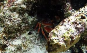 Κάβουρας… αρπάζει GoPro κάμερα και βιντεοσκοπεί τον εαυτό του (video)