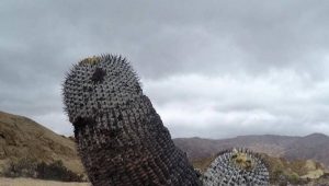 Ενας κάκτος σε σχήμα… πέους, ρίχνει το Instagram (photo)