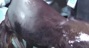 Απίστευτο ψάρεμα γιγαντιαίων καλαμαριών… (video)