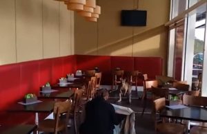 Κανγκουρό πήγε για… καφέ σε καφετέρια (video)