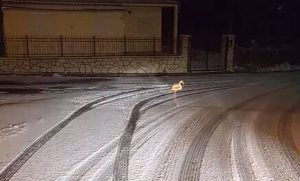 Καρπενήσι: Εκαναν βόλτα στα χιόνια όταν είδαν μπροστά τους…
