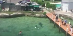 Είναι τρελοί και κολυμπάνε μαζί με έναν σφυροκέφαλο καρχαρία 4 μέτρων (video)
