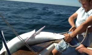 Ψάρεμα: Δόλωσαν σκουμπρί ζωντανό και έπιασαν… καρχαρία (vid)