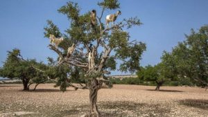 Τουρίστες παρατηρούν κινητικότητα σε δέντρο! Οταν πλησιάζουν κοντά παθαίνουν σοκ… (video)