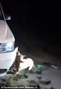 Σκυλί επιτέθηκε σε αυτοκίνητο και η γυναίκα ζητούσε να το χτυπήσουν (video