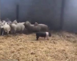 Γουρουνάκι δραπέτευσε από το χωράφι κάνοντας κάτι πρωτόγνωρο
