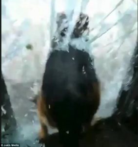 Σκύλος πήγε να πιάσει το μπαλάκι και έσπασε το σπίτι (video)