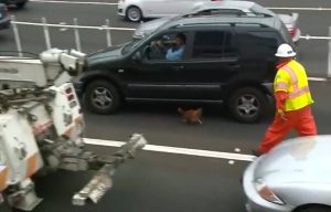 Προσπαθούσαν 4 ώρες να πιάσουν μια κότα σε αυτοκινητόδρομο (Video)