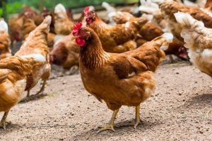Ποια είναι τα ζώδια… κότες; Ανήκετε σε αυτή την κατηγορία;