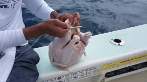 Ψάρεμα: Δόλωσαν ολόκληρο κοτόπουλο και το έριξαν στη θάλασσα! Δεν θα πιστέψετε τι ψαρούκλα έπιασαν (Video)