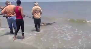 Σοκ: Ψάρεψε… αλιγάτορα με καλάμι σε θάλασσα (video)