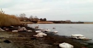 Εκατοντάδες κύκνοι και άλλα σπάνια πουλιά, βρέθηκαν νεκρά στη Ροδόπη (video)