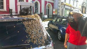 20.000 μέλισσες κόλλησαν σε αμάξι επειδή η βασίλισσα τους παγιδεύτηκε μέσα! (photo)