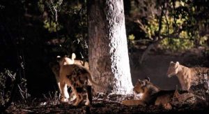 Λατρεμένα λιονταράκια παίζουν γύρω από κορμό δέντρου ! Εντυπωσιακή νυχτερινή λήψη (video)