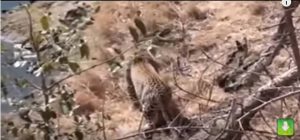 Ανακόντα καταπίνει λιοντάρι ζωντανό (video)