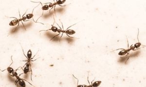 Έχετε μυρμήγκια στο σπίτι; Ξεφορτωθείτε τα με έναν απλό τρόπο! (video)