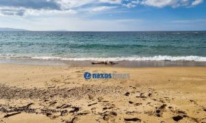 Ενα παιδί και μια γυναίκα εντοπίστηκαν νεκροί σε παραλίες της Νάξου…
