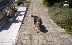 Ο «Χάτσικο» των Ιωαννίνων: Σκύλος μένει στο νεκροταφείο περιμένοντας το αφεντικό του