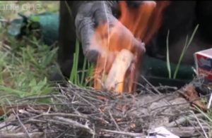 Συγκλονιστικό: Γορίλας ανάβει… φωτιά και ψήνει το φαγητό του (Video)