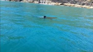 Πανικόβλητοι λουόμενοι όταν αντίκρισαν τον καρχαρία που κολυμπούσε δίπλα τους! (video)