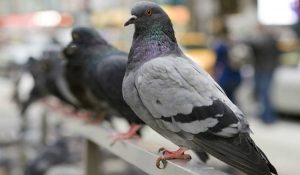 Απίστευτη κομπίνα στο Αγρίνιο: «Ρίχνουν» περιστέρια στα μπαλκόνια κατοίκων – Δείτε το λόγο!