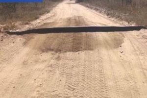 Kάτι τους μπλόκαρε τον δρόμο και όταν πλησίασαν σοκαρίστηκαν – «Μην πλησιάζεις πολύ κοντά του» (vid)