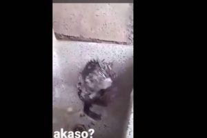 Απίστευτο βίντεο: Αρουραίος κάνει μπάνιο σαν άνθρωπος!