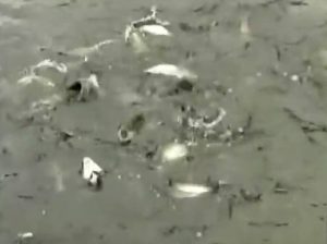 Πώς είναι η ζωή στο… ιχθυοτροφείο (video)