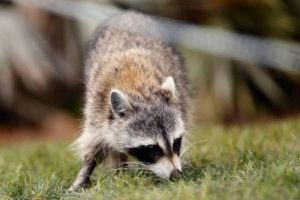 Η αστυνομία κρούει τον κώδωνα του κινδύνου για… ζόμπι ρακούν (video)