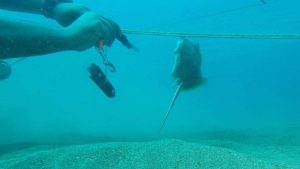 Δύτης δίνει… μάχη μ’ ένα μωρό σαλάχι για να το απελευθερώσει απ’ τα δίχτυα (Video)