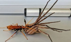 Μπήκε σπίτι και «πάγωσε» όταν είδε μία σφήκα να σκοτώνει ταραντούλα (video)