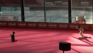Αυτός ο σκύλος θα σας τρελάνει με τις χορευτικές του ικανότητες (video)