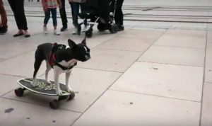 Απίθανος σκύλος κάνει… σκέιτμπορντ (video)