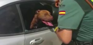 Μην αφήνετε ποτέ το σκύλο σας μέσα στο αμάξι (video)