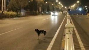 Σκύλος παραμένει στο σημείο που πέθανε ο φίλος του για 80 ημέρες (video)