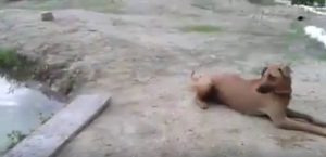 Αυτός ο σκύλος σώζει το αφεντικό του από πνιγμό και το διαδίκτυο υποκλίνεται (video)