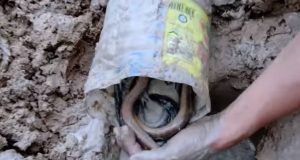 Αυτή είναι η καλύτερη παγίδα για τα φίδια (video)