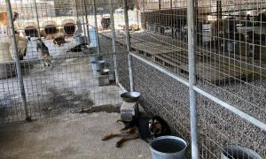 Σπάρτη: «Ευχαριστώ» εθελοντών στον Γρηγόρη Δημητριάδη για το κυνοκομείο της πόλης