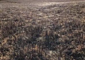 Γιγαντιαία «φωλιά» από αράχνες προκαλεί τρόμο (video)