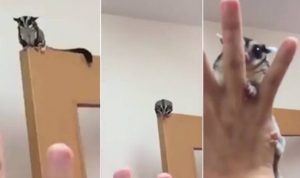 Τρωκτικό κάνει τεράστιο άλμα και προσγειώνεται ακριβώς πάνω στο χέρι της εκπαιδεύτριας του (vid)