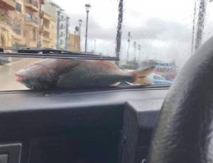 Γέμισε ο δρόμος τσιπούρες λόγω… κακοκαιρίας (video)