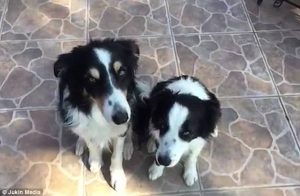 Όταν αγαπάς πολύ και θες να το μάθουν (video)