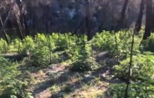 Χασισοφυτεία – μαμούθ εντόπισε η ΕΛ.ΑΣ. (video)